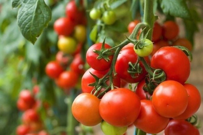 Loại quả tốt nhất thế giới là “khắc tinh” của mỡ máu và ung thư, trồng chậu làm cảnh cũng đẹp